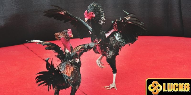 Đá gà tại LUCK8 gay cấn